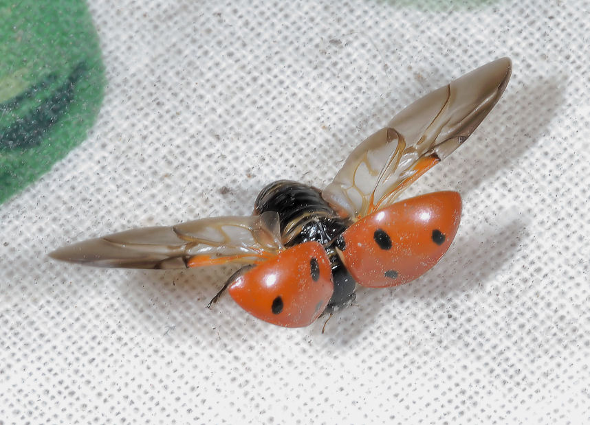 Coccinella infreddolita.....